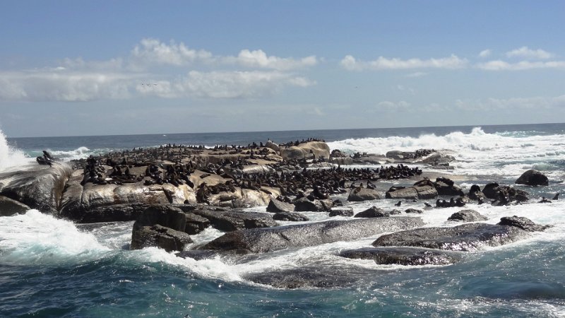 p (11).JPG - Seals Island